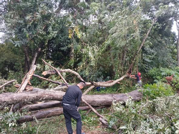 เทศบาลลงพื้นที่ดำเนินการตัดต้นไม้โค่นล้ม เหตุจากฝนตกลมแรง Image 1