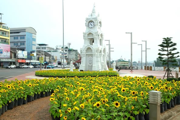 ทานตะวันบานรับสงกรานต์ @สะพานนริศ รูปภาพ 1