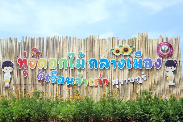 ทุ่งดอกคอสมอส @เรือนจำเก่าสุราษฎร์ บานแล้วน้าาา Image 1